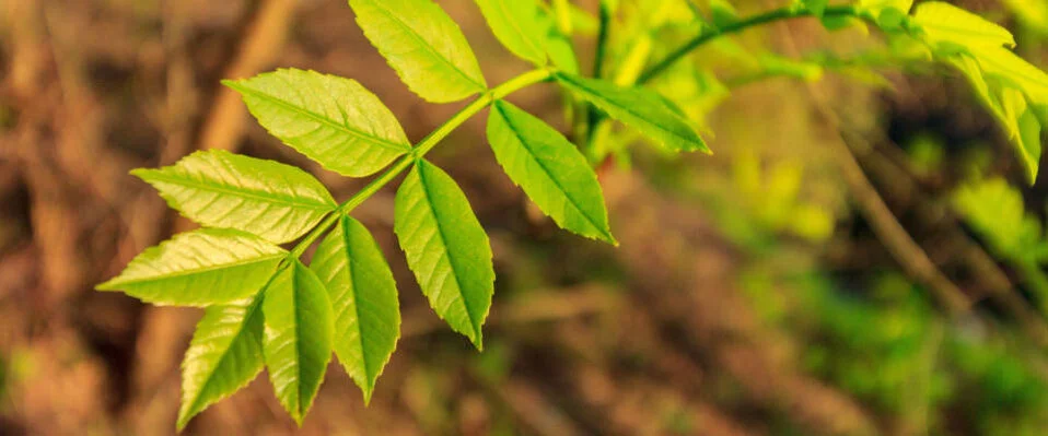 Eschenblätter Gefiedert und lanzettlich geformte Blätter