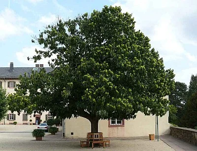 Edelkastanie (Castanea sativa) im Schlosshof von Bad Homburg.