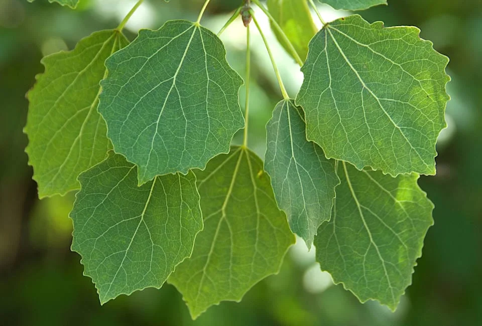 Frische grüne Blätter 