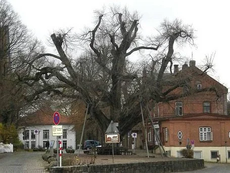 Bordesholmer Gerichtslinde Die Bordesholmerlinde im November 2010