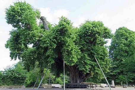 Bordesholmer Linde 2014 Bordesholmer Linde 2014 aus nord-westl. Richtung.