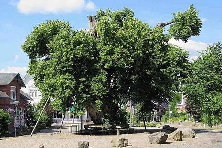 Bordesholmer Linde 2014 Bordesholmer Linde 2014 aus südlicher Richtung.