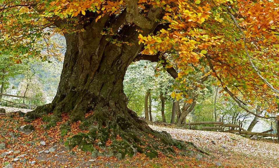 Senckenberg-Wissenschaftlern ist es gelungen das vollständige Genom der Rotbuche zu entschlüsseln. Die Erfassung des Genoms zeigt unter anderem, dass es keinen Genaustausch mit den zahlreichen Pilzarten, die in enger Symbiose mit der Buche leben, gibt. 