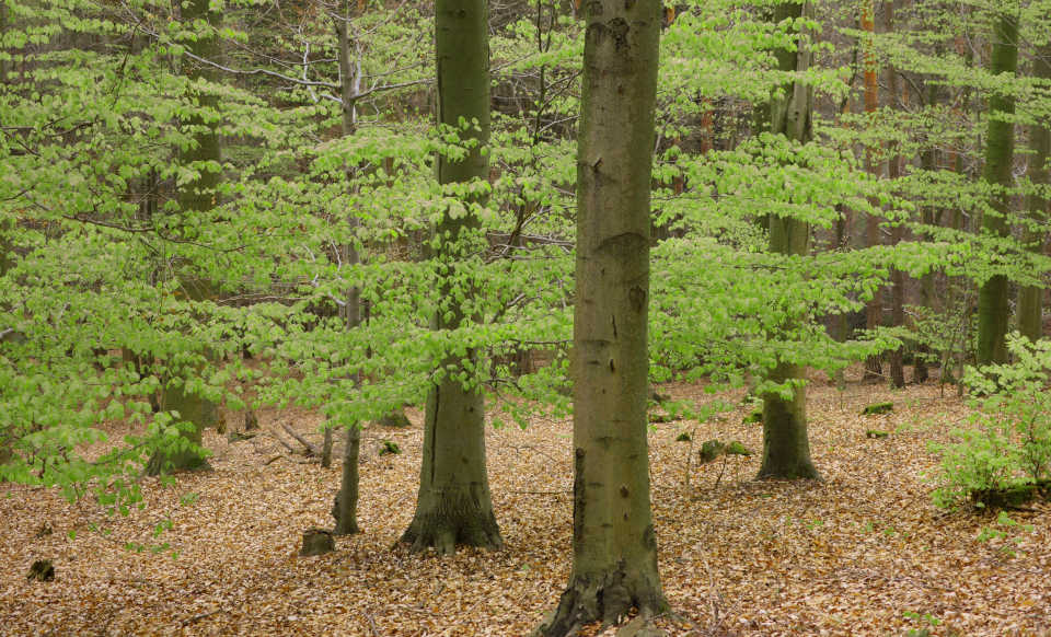 Die Rotbuche - Bäume
