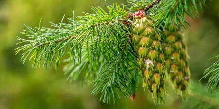 Douglasie Nadeln und Zapfen der Douglasie