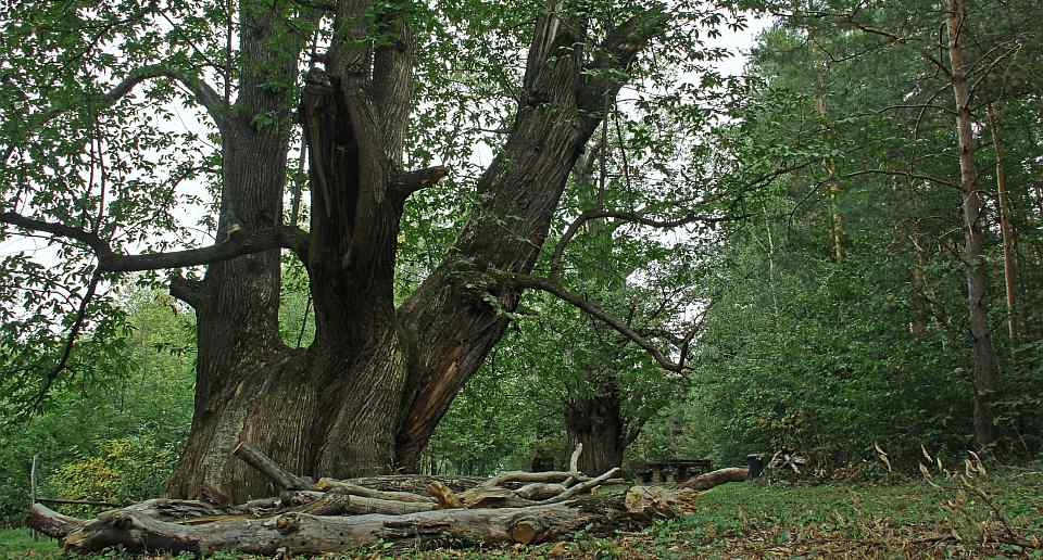 Edelkastanie Einige der mächtigsten Esskastanien (Castanea sativa) Mitteleuropas stehen inmitten eines Laubwaldes, nahe der Ortschaft Mannersdorf/Liebing im Mittleren Burgenland/Österreich. Foto: Horst Jürgen Schunk