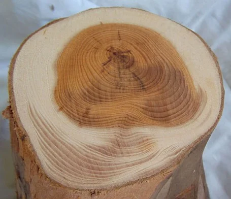 Eibenholr Eibenholz ist rar und teuer