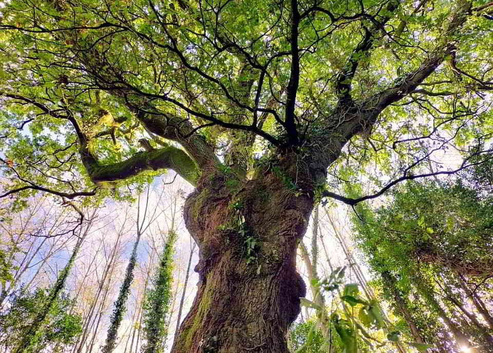 Der Baum der Freiheit, die Eiche des Bankettwaldes von Conxo