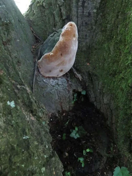 Schadpilz Feuerschwamm