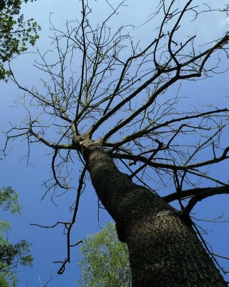 Das Endstadium der Eschenerkrankung: Gänzlich fehlender Blattaustrieb im Sommer. Der Baum ist abgestorben. Abgestorbene Esche