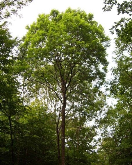 Esche mit vitaler Krone. Die Baumart ist bundes- und europaweit vom Eschentriebsterben bedroht. Gesunde Esche voll belaubt