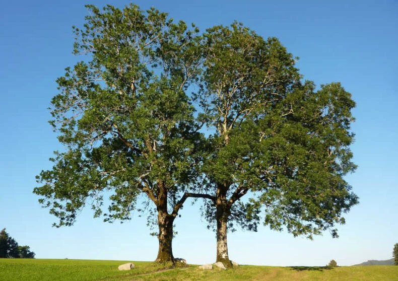 Im Forschungsvorhaben FraxForFuture wurden Lösungen zum Erhalt der bestandsgefährdeten Gemeinen Esche (Fraxinus excelsior) entwickelt. Zwei Eschen als markante Landmarke auf einer leichten Anhöhe