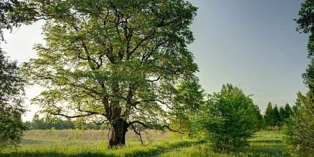  Die Flatter-Ulme ist Baum des Jahres 2019. Eine wenig bekannte Ulmenart mit vielseitigem Potential, insbesondere im urbanen Bereich