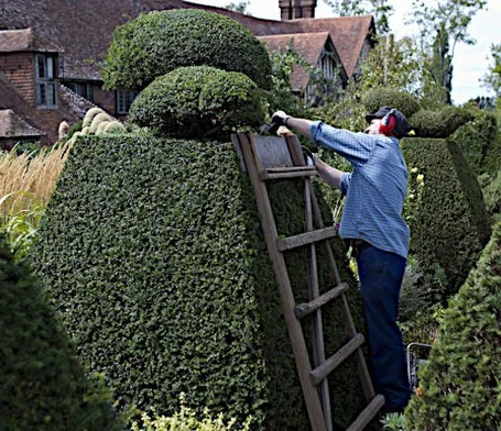 Formschnitt In vielen Parks und Gärten werden Eiben als Formengehölze verwendet.