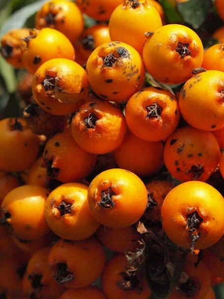 Mehlbeere Früchte der Mehlbeere Rot-Orange Früchte