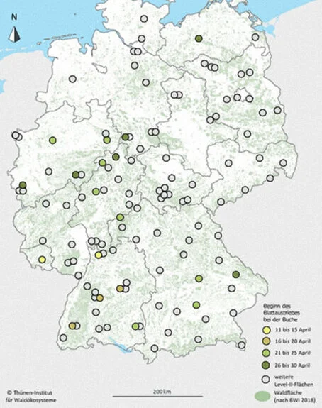 Durchschnittlicher Beginn des Blattaustriebs der Rotbuche auf den Level-II-Flächen. infografik