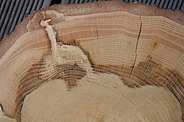 Holzquerschnitt Roteiche