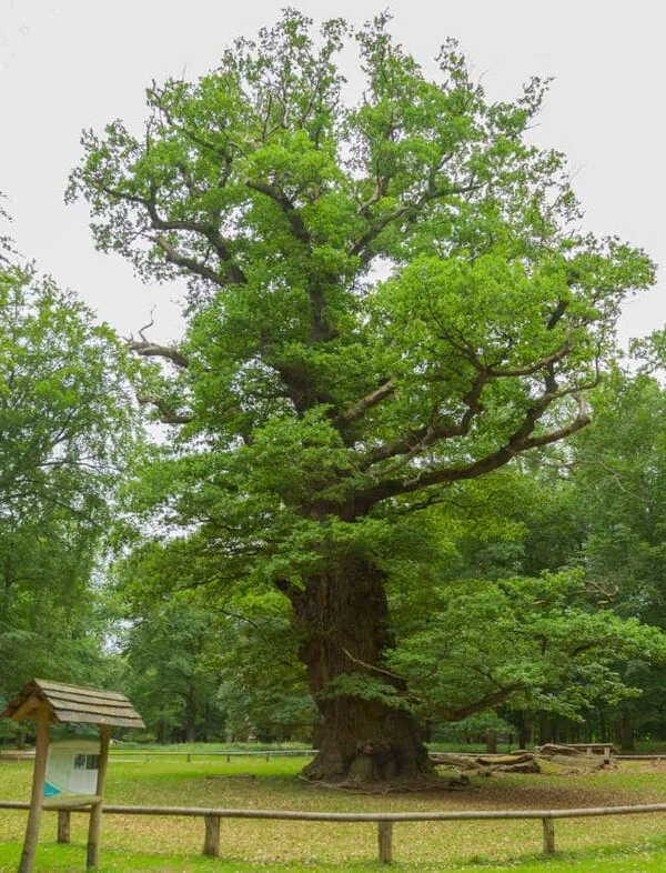 Die Ivenacker Stieleichen (Naturdenkmal), auch Tausendjährige Eichen genannt, gehören zu den ältesten Europas. Sie sollen 500 bis knapp 1000 Jahre alt sein. Die mächtigste der Ivenacker Eichen hat einen Stammumfang in Brusthöhe von über elf Metern und eine Höhe von 35,5 Metern. Ivenacker Methusalem-Eiche