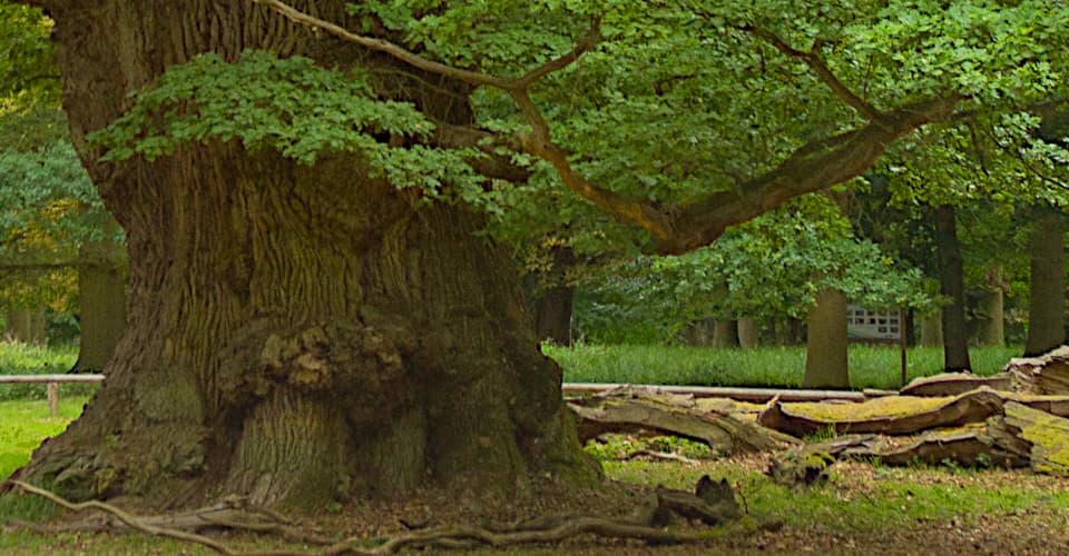 Ivenacker Methusalem-Eiche– ein Koloss von Baum mit etwa 850 Jahren und noch vollkommen vital Mächtiger Stamm der uralten Eiche