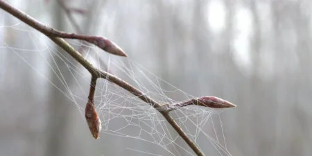 Nahaufnahme der Knospen an einem Buchenast Knospender Buchenzweig.