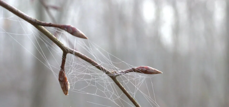 Rotbuche treibt immer früher aus Knospender Buchenzweig