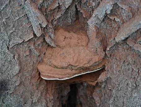 Baumpilz, hier ein Lackporling