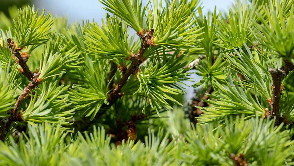 Lärche Hybrid-Lärche (Larix eurolepis)