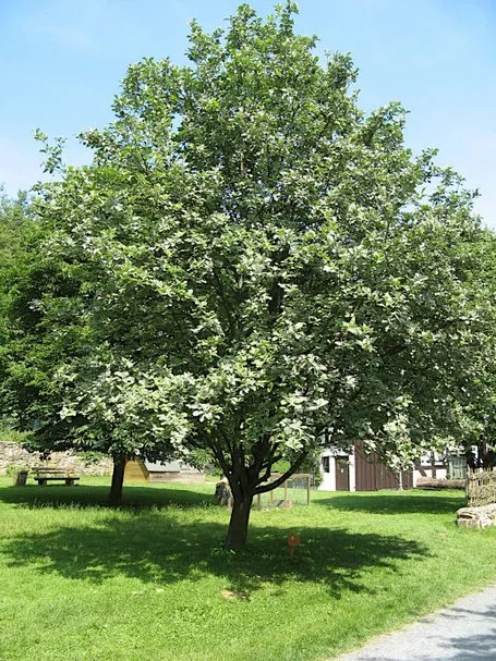 Mehlbeere (Sorbus aria) im Tiergarten Weilburg Echte Mehlbeere Habitus