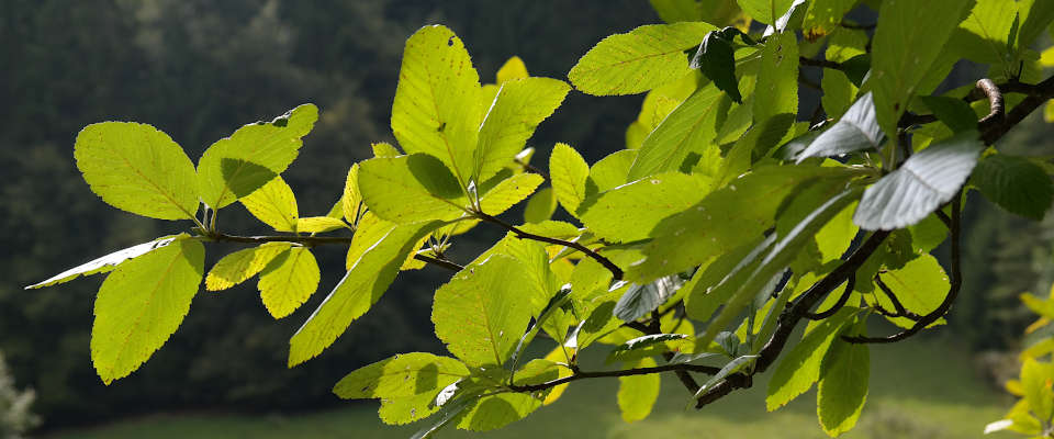 Blätter der Echten Mehlbeere Echte Mehlbeere