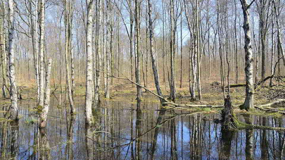 Eine Gruppe aus Moorbirken ragt aus dem Wasser einer Moorlandschaft