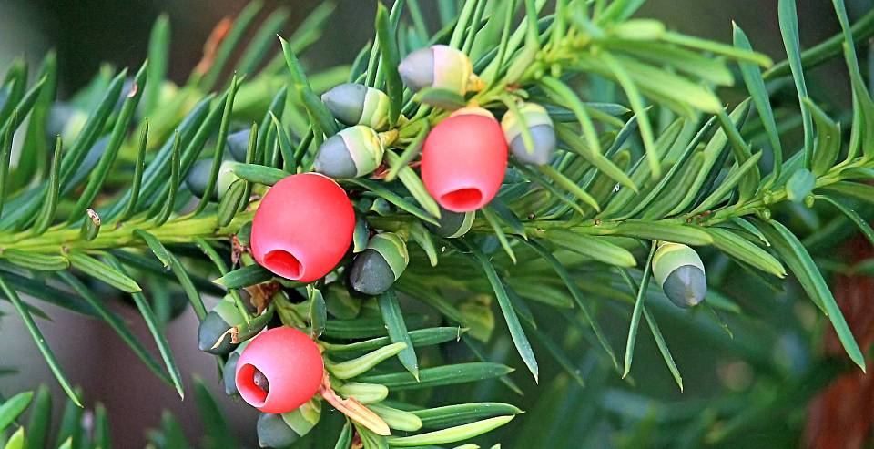 Nadeln und Beeren Während die Nadeln hochgiftig sind, ist der fleischige rote Samenmantel ohne den Kern essbar.