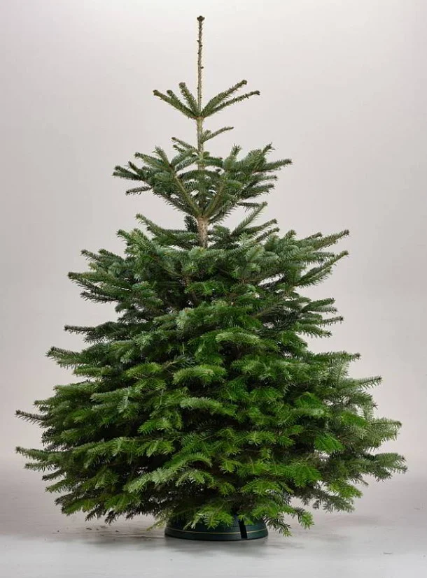 Die Nordmanntanne ist den beliebtester Weihnachtsbaum der Deutschen