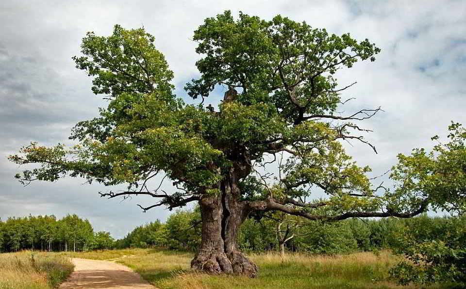 Die "Eiche Dunin" in Polen ist Europäischer Baum des Jahres 2022