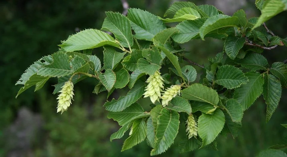 Ostrya carpinifolia Blätter Blätter und Fruchtstand von Ostrya carpinifolia. Foto: Franz Xaver, Ostrya carpinifolia 1, CC BY-SA 3.0