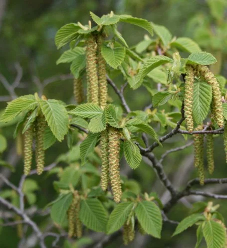 Ostrya carpinifolia Herabhängende Kätzchen.Typisch für Birkengewächse.