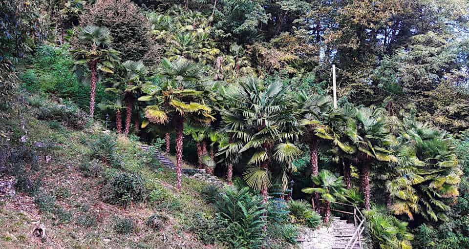 Invasive Palmen im Tessin Bäume