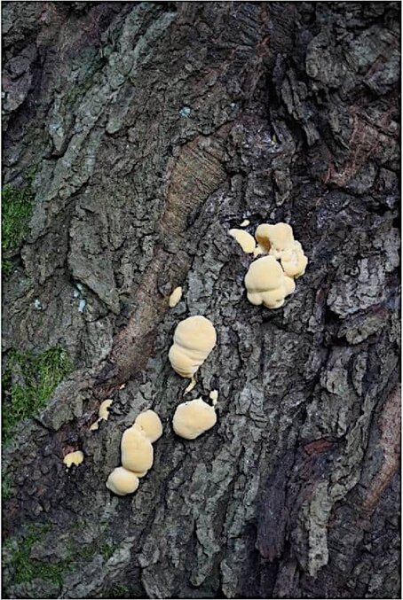 Pilzbefall an Rot-Eiche