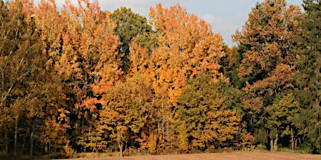 Zitterpappeln in Herbstfärbung