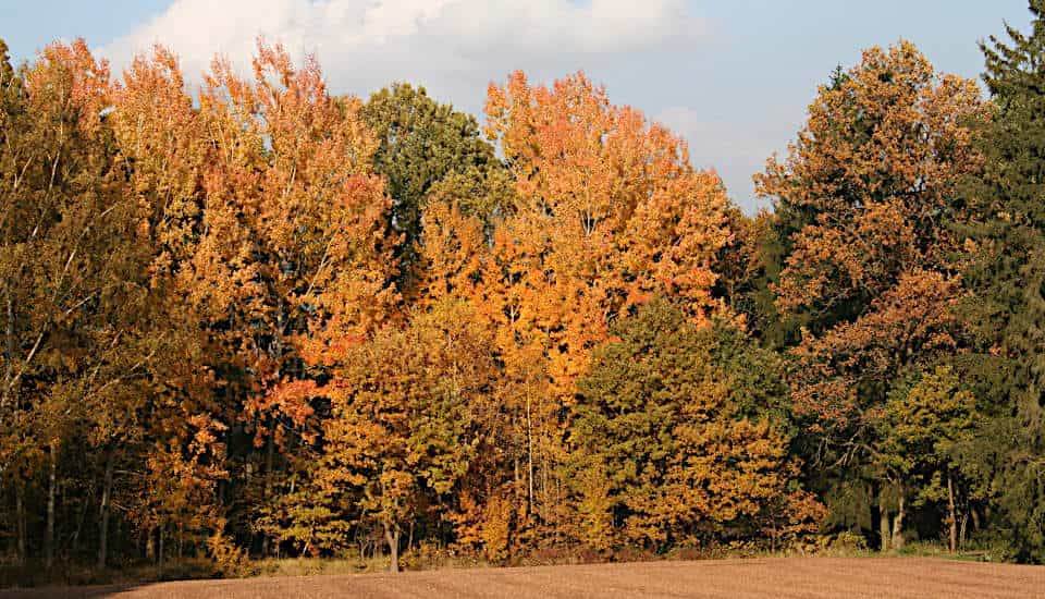 Zitterpappeln auf einem typisch lichten Randstandort, hier bereits in leuchtender Herbstfärbung. 