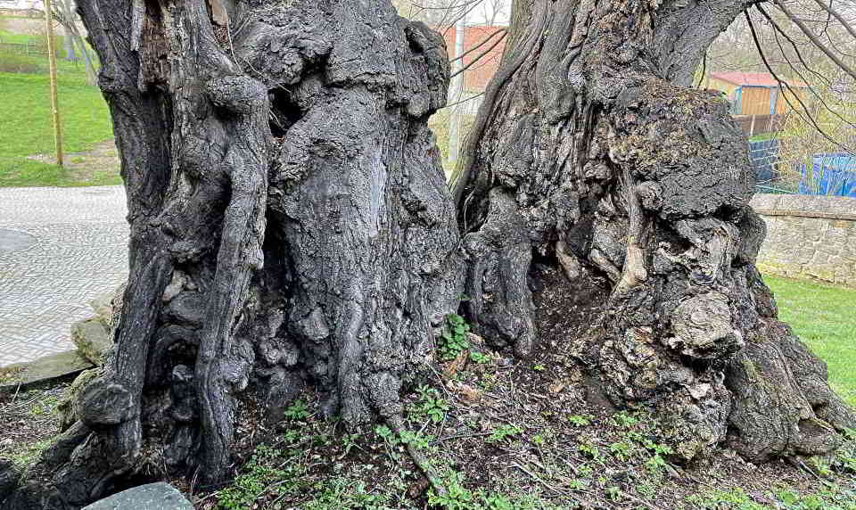 Stammansicht der Prangerlinde