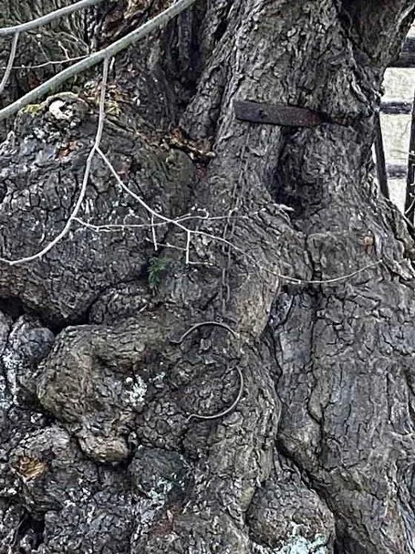 Die Nutzung des Baumes als Gerichtsbaum ist insofern belegt, da ein verrostetes Halseisen am Baum noch zu erkennen ist.