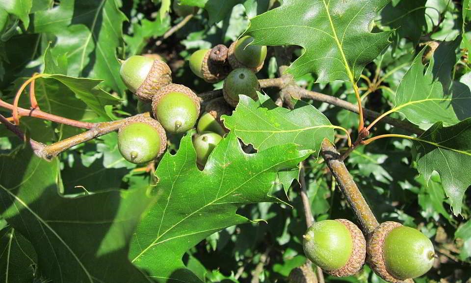 Roteiche (Quercus rubra)