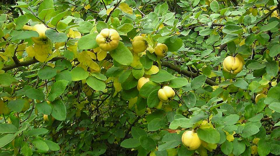 Quitten, alte Obstsorte nicht nur für Liebhaber