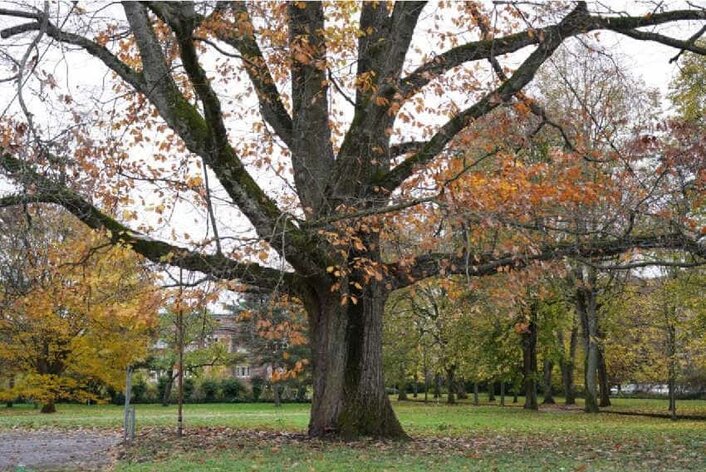 Die Eiche in unbelaubten Zustand
