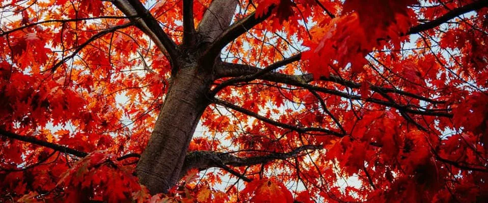 Herbstlaub der Roteichen