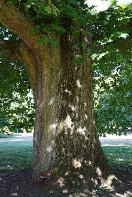 Stamm der Rot-Eiche im Sommer