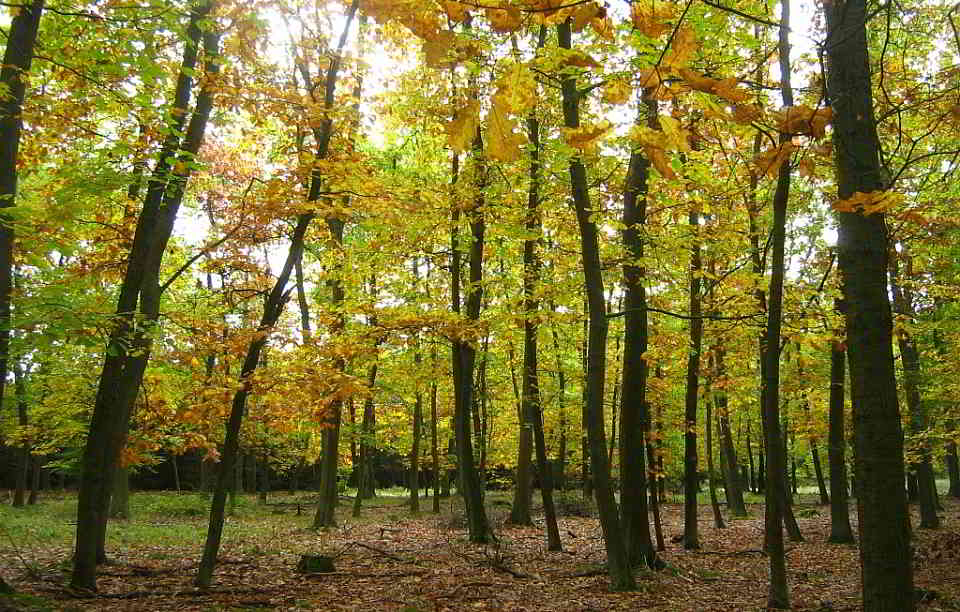 Roteichenbestand in der Baumgartner Heide (Stadt Gransee, Brandenburg)