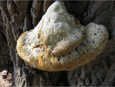 Schadpilz Schillerporling