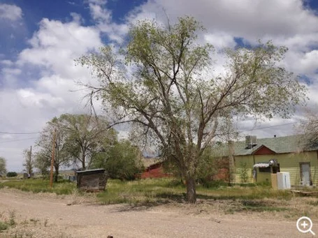 Ulmus pumila, Schellbourne, Nevada