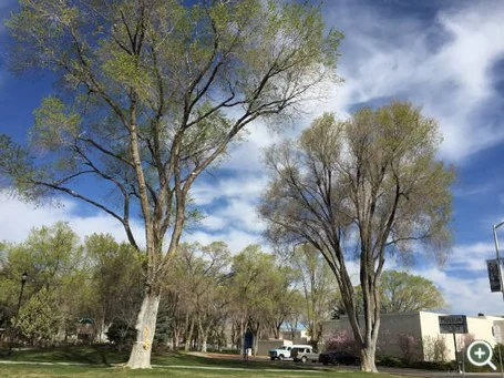 Sibirische Ulmen (Ulmus pumila), Elko, Nevada. 